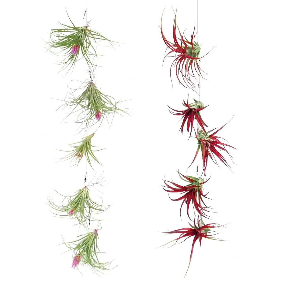 5-Piece Tillandsia Hanging Display