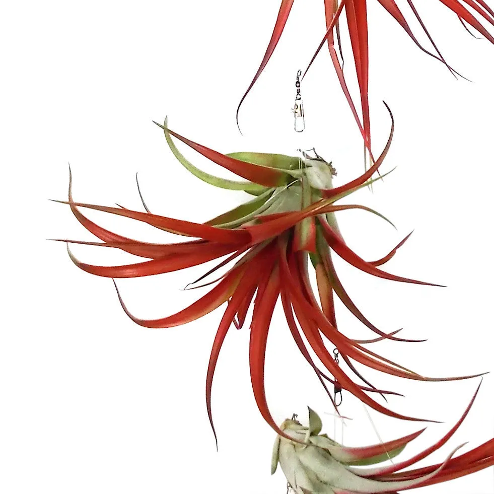 5-Piece Tillandsia Hanging Display