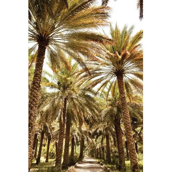 Date Palm-  Artist: Julien Capmeil
