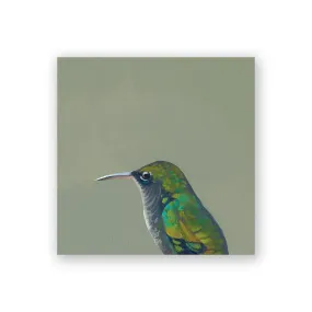 Female Violet Sawbrewing Hummingbird 4x4 Panel
