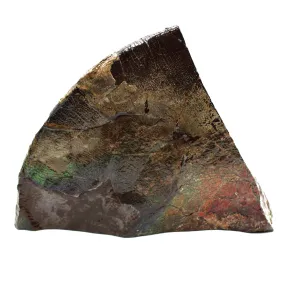 Polished Ammolite Specimen