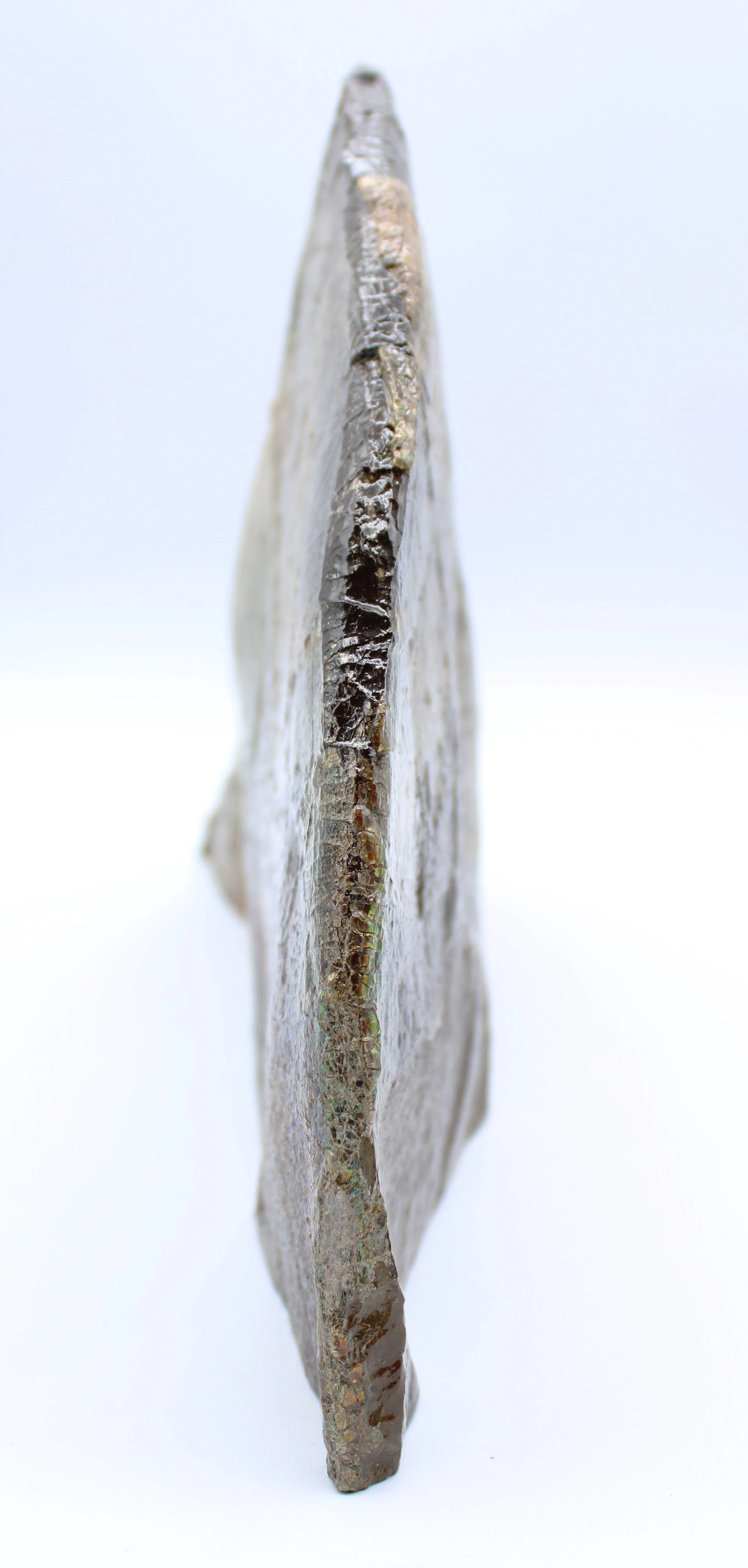 Polished Ammolite Specimen