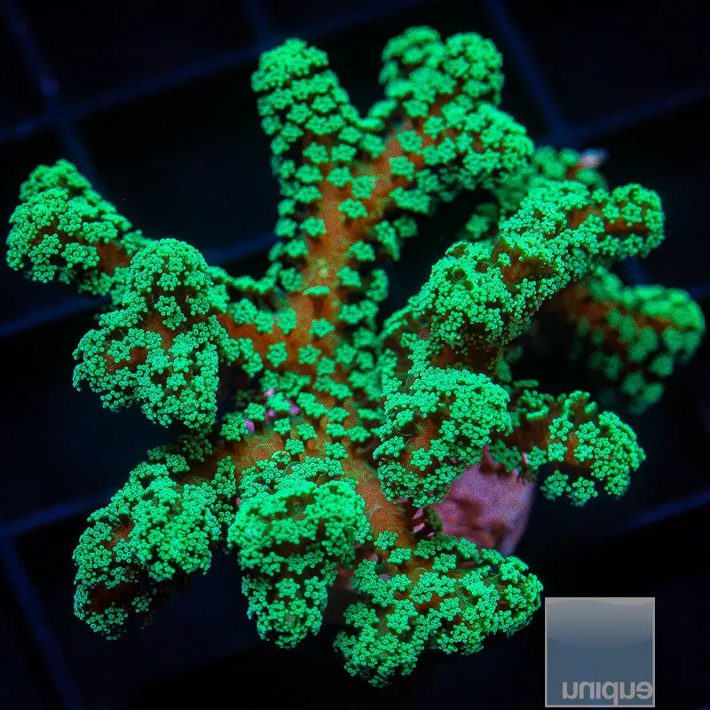 Seriatopora sp. Unique Corals Screaming Birdsnest- WYSIWYG Frag SPS