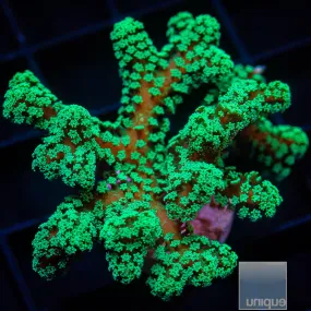Seriatopora sp. Unique Corals Screaming Birdsnest- WYSIWYG Frag SPS