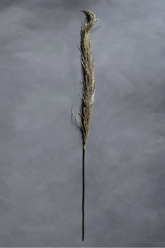 Single Pampas    